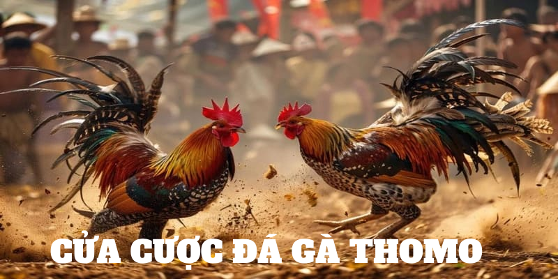 Kèo cược thú vị cho bạn lựa chọn tại gà đá Thomo 