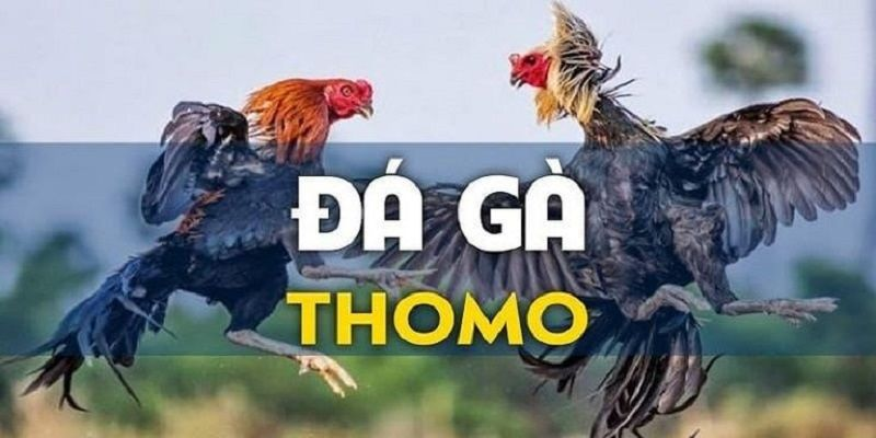 đá gà thomo mu88