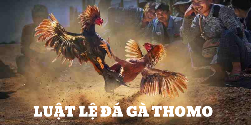 Luật lệ thi đâu cơ bản loại hình đá gà Thomo 